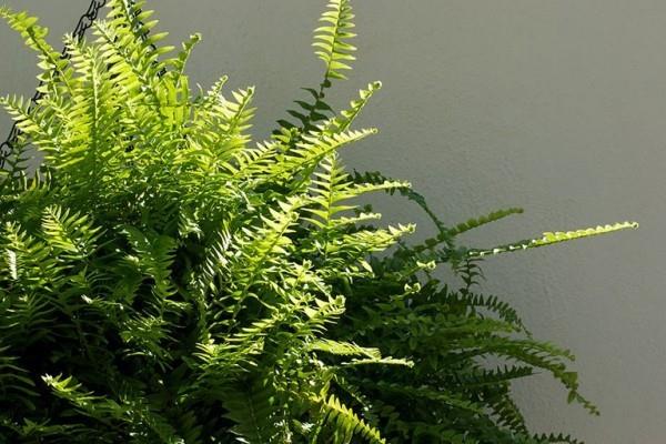 Η φτέρη νούμερο ένα φυτά καθαρισμού του αέρα φυτεύει πολύ πλούσιο πράσινο