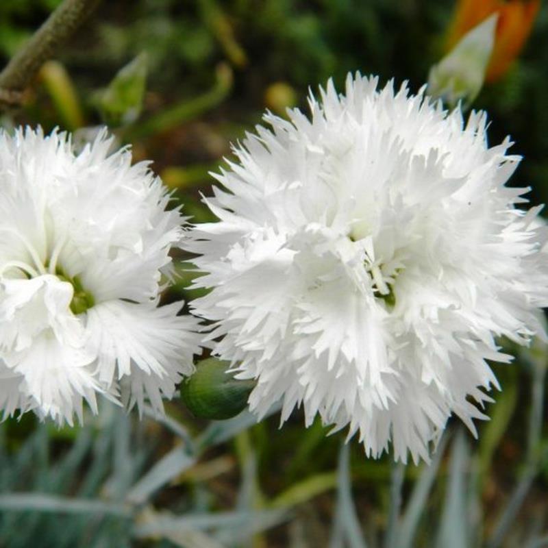 Γαρίφαλα άνοιξης Dianthus plumarius όμορφα ανοιξιάτικα λουλούδια εικόνες