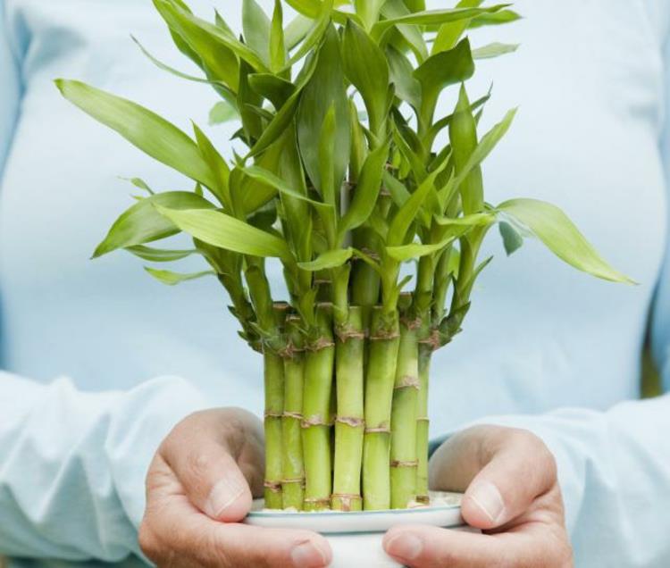 Το Φενγκ Σούι απεικονίζει φυτά εσωτερικού χώρου μπαμπού θετική ενέργεια