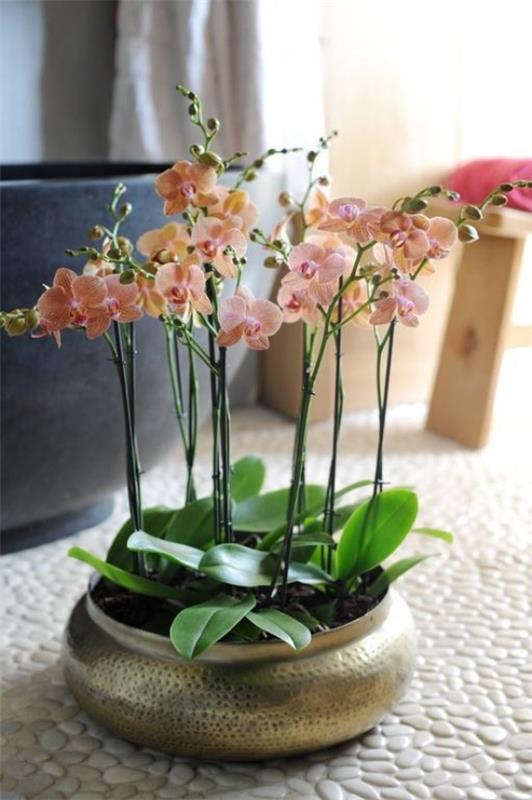 Λουλούδια Feng Shui που σημαίνουν αρμονία με τον εαυτό σας και τη φύση Ορχιδέα στο μπάνιο