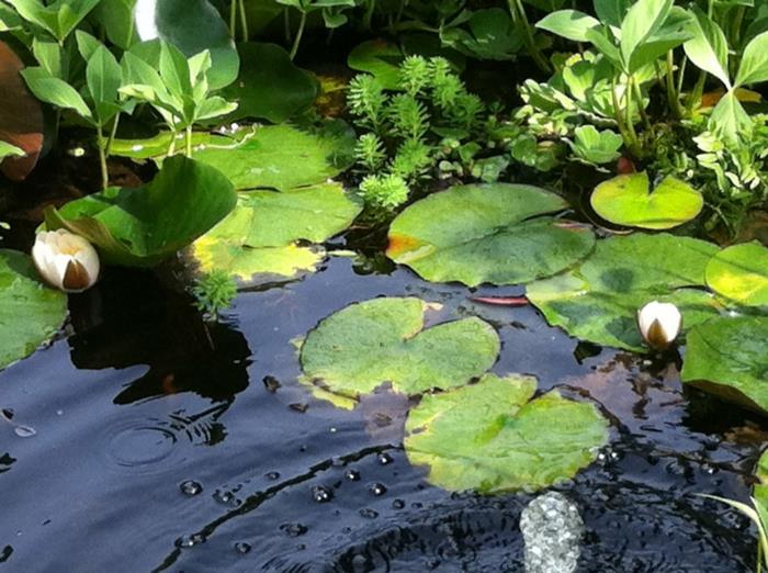 Κήπος Feng Shui τέσσερα παραδείγματα σχεδιασμού κήπου λωτού