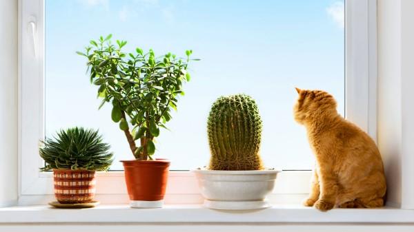 Διακόσμηση του περβάζι παραθύρου για το καλοκαίρι - φρέσκες ιδέες για κάθε εσωτερική γάτα στο παράθυρο