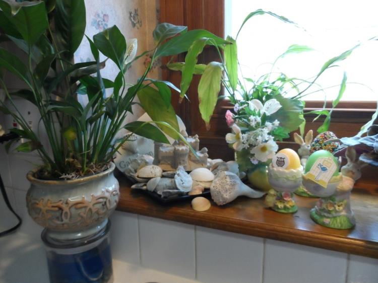 Ιδέες διακόσμησης παραθύρων φυτά εσωτερικού χώρου κουζίνας πέτρες κελύφους