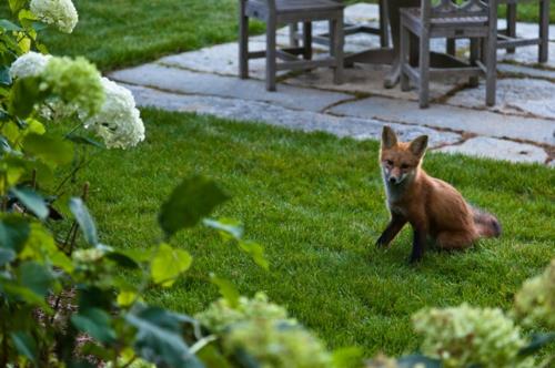 Εξοχικό σπίτι για να αγοράσετε εξωτερική αλεπού κήπου