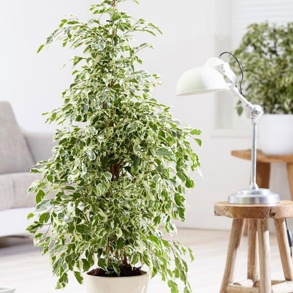 Ficus Bejamini απαιτείται πολύς χώρος