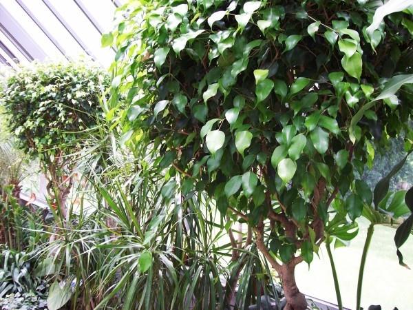 Ο Ficus Benjamini θα ψηλώσει με την κατάλληλη φροντίδα