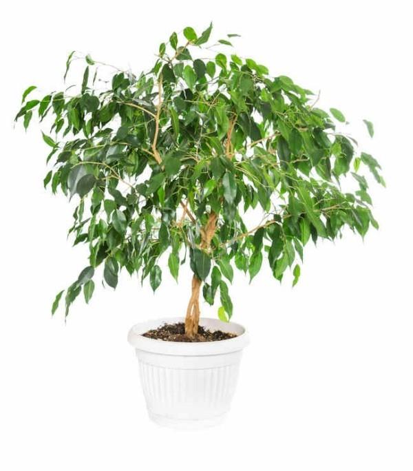 Ficus Benjamini υψηλές απαιτήσεις για την τοποθεσία