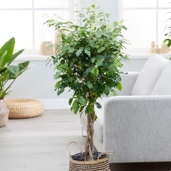 Ficus Benjamini όμορφα διαμορφωμένο στέμμα με συνυφασμένα κλαδιά