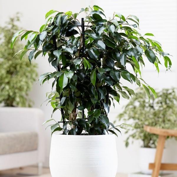 Ficus Benjamini όμορφη διακόσμηση στο σπίτι πλούσια πράσινα φύλλα μπορεί να αυξηθεί έως και 2 m