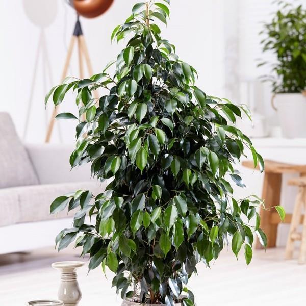 Ficus Benjamini υπέροχο διακοσμητικό φυτό εσωτερικού χώρου με καλή φροντίδα για χρόνια