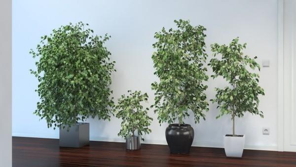 Ficus Benjamini μεγάλη ρύθμιση τέσσερα φυτά