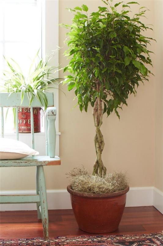 Ficus Benjamini πολύ φως, χωρίς λαμπερό ήλιο