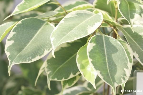 Τα λευκά-πράσινα μαρμάρινα φύλλα Ficus Benjamini ξεχωρίζουν
