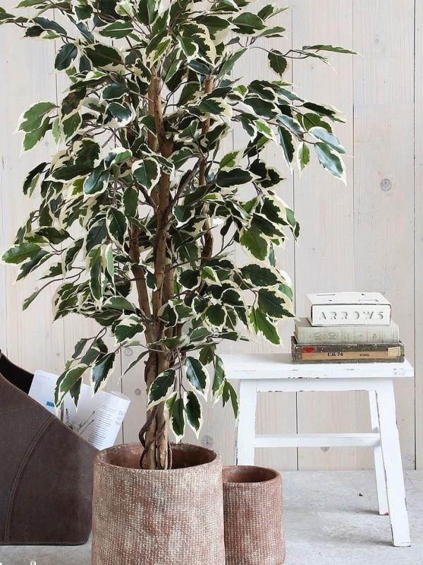 Τα λευκά-πράσινα ποικιλόχρωμα φύλλα Ficus Benjamini είναι πολύ ελκυστικά