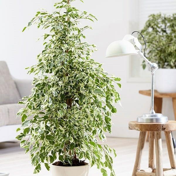 Συμβουλές φυτών γραφείου Ficus benjamina