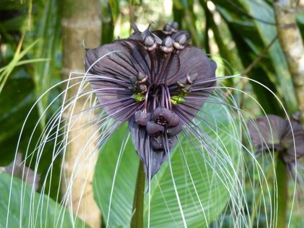 Λουλούδι νυχτερίδας Tacca Chantrieri Χειμωνιάτικο φυτό ζούγκλας