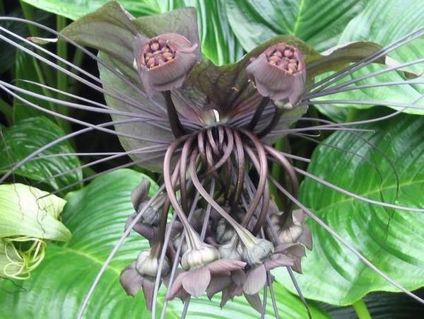 Νυχτερίδα λουλούδι μαύρο χειμώνα ανθισμένο φυτό ζούγκλα