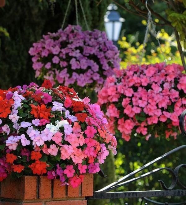 Εργατικός Lieschen αξιοζήλευτη δύναμη λουλουδιών από τον Μάιο έως τον Οκτώβριο σε κρεμαστά κουτιά διαφορετικά απαλά χρώματα ροζ λευκό πορτοκαλί βιολετί