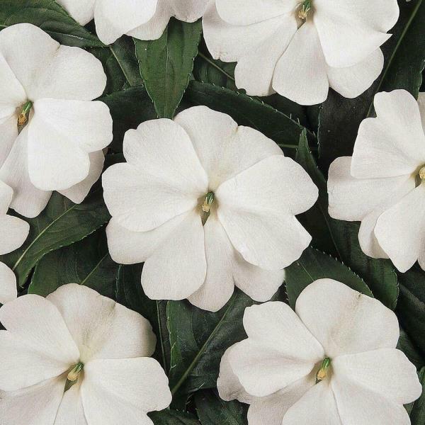 Τα σκληρά εργαζόμενα λευκά χιονισμένα λουλούδια Lieschen έρχονται σε αντίθεση με τα πλούσια πράσινα φύλλα του καλλωπιστικού φυτού