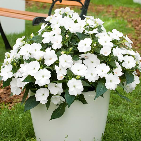 Τα εργατικά λευκά λουλούδια Lieschen καταπράσινα πράσινα φύλλα στον κάδο στον κήπο Classic για κάθε εξωτερικό χώρο