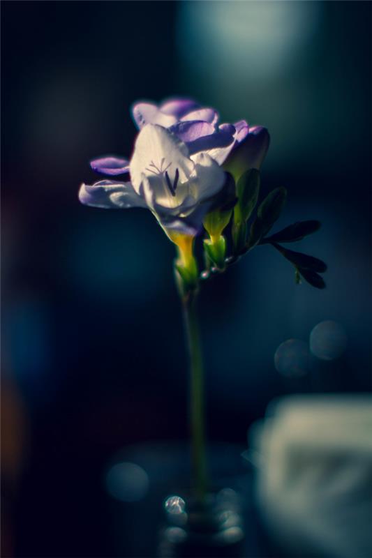 Το Freesia με ανοιχτό μοτίβο σε μπλε χρώμα δεν είναι ανθεκτικό και πρέπει να αδρανοποιήσει σε εσωτερικούς χώρους