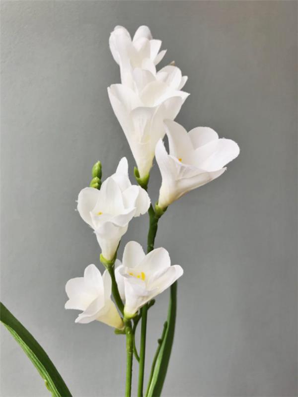 Η Freesia γνωρίζει αψεγάδιαστη ομορφιά λεπτά λουλούδια