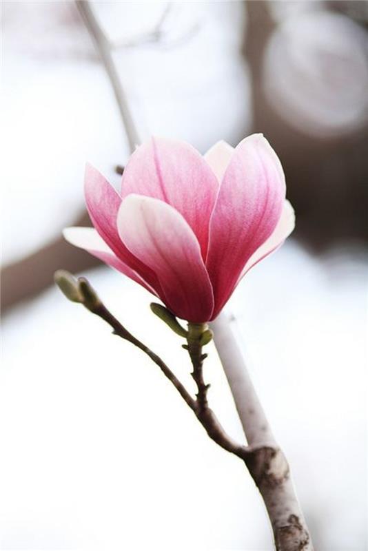 Άνοιξη λουλούδια magnolia δέντρο γένος Magnolia