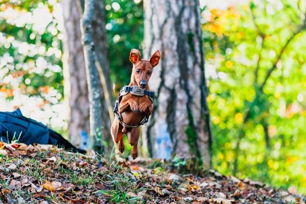 Καλωσορίστε την άνοιξη με μια Πασχαλινή βόλτα - φέρτε φρέσκες ιδέες για όλη την οικογένεια σκύλων μαζί σας στο δάσος