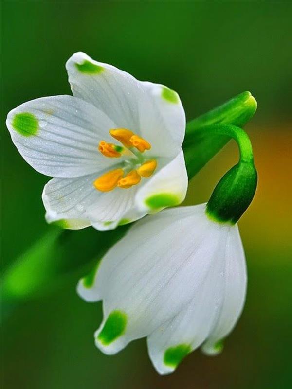 Άνοιξη κόμπο λουλούδι Leucojum vernum όμορφα ανοιξιάτικα λουλούδια εικόνες