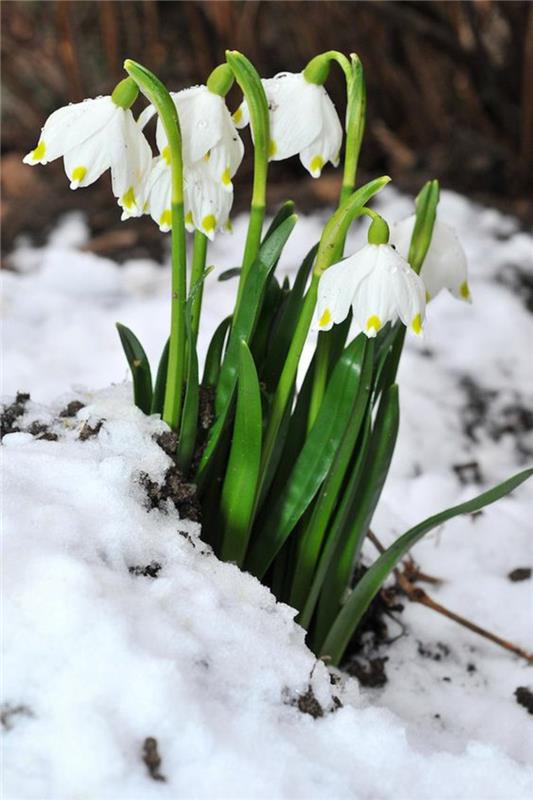 Άνοιξη κόμπο λουλούδι μεγάλα snowdrops ανοιξιάτικα λουλούδια εικόνες