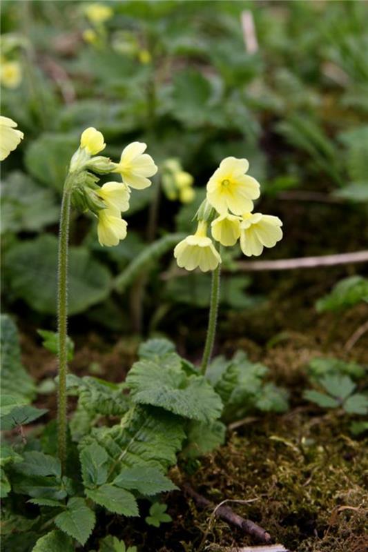 Εικόνες ανοιξιάτικης αγριολούτσικας Primula veris ανοιξιάτικες εικόνες