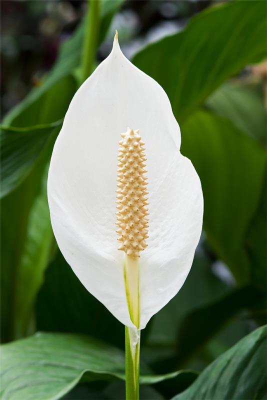 Peace Lily Δημοφιλή φυτά εσωτερικού χώρου σε γλάστρες ανθίζουν