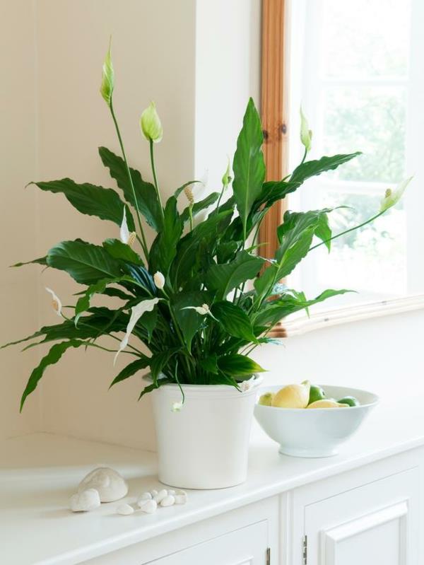 Ειρήνη κρίνο δημοφιλή φυτά εσωτερικού χώρου σε γλάστρες λευκά