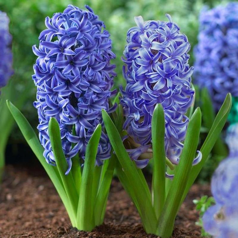 Κήπος υάκινθοι Hyacinthus orientalis όμορφα ανοιξιάτικα λουλούδια εικόνες