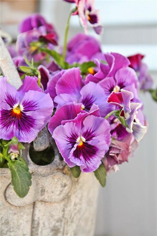 Κήπος πανσέ Viola wittrockiana ανοιξιάτικα λουλούδια εικόνες