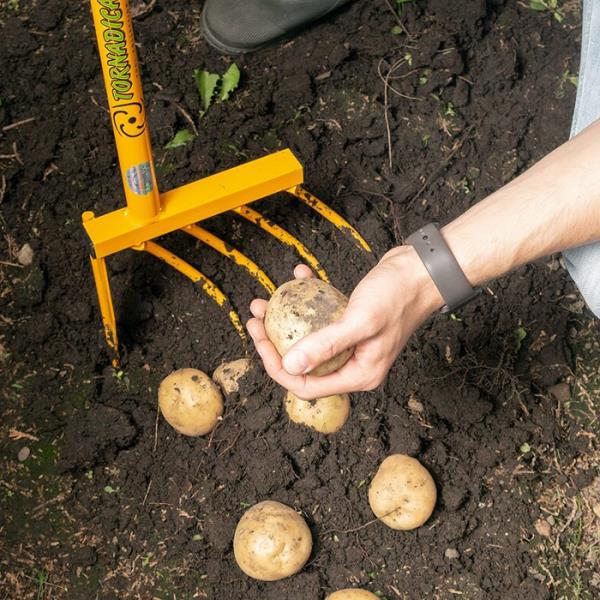 Κήπος το καλοκαίρι Συγκομιδή πατάτας Το σκάψιμο των πατατών με ένα πιρούνι δεν καταστρέφει τους κονδύλους