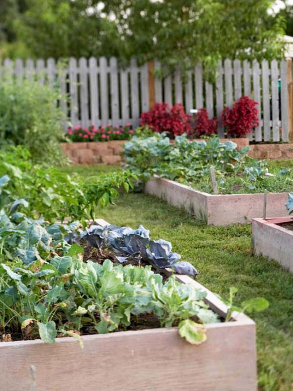Κήπος το καλοκαίρι πολλή δουλειά σήκωσε κρεβάτια καλλιέργεια λαχανικών λάχανο