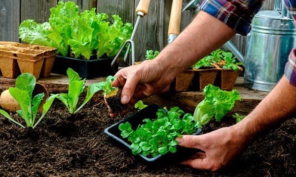 Κηπουρική τον Μάρτιο Τα σπορόφυτα μπαίνουν στο κομμάτι λαχανικών