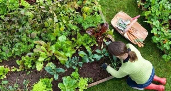 Η κηπουρική τον Μάρτιο κανονίζει το μπάλωμα λαχανικών να έχει φρέσκα λαχανικά