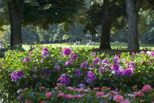 Λουλούδια κήπων για τον αναμμένο ήλιο Θάλασσα των ανθών στο πάρκο