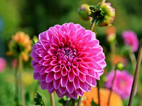 Λουλούδια κήπου για τον αναμμένο ήλιο Ντάλια στον κήπο τέλειο σχήμα λουλουδιού ροζ χρώματος