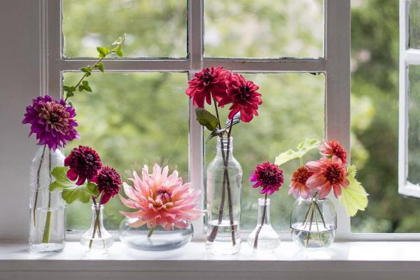 Λουλούδια κήπου για τον αναμμένο ήλιο Dahlias διαφορετικά χρώματα των λουλουδιών