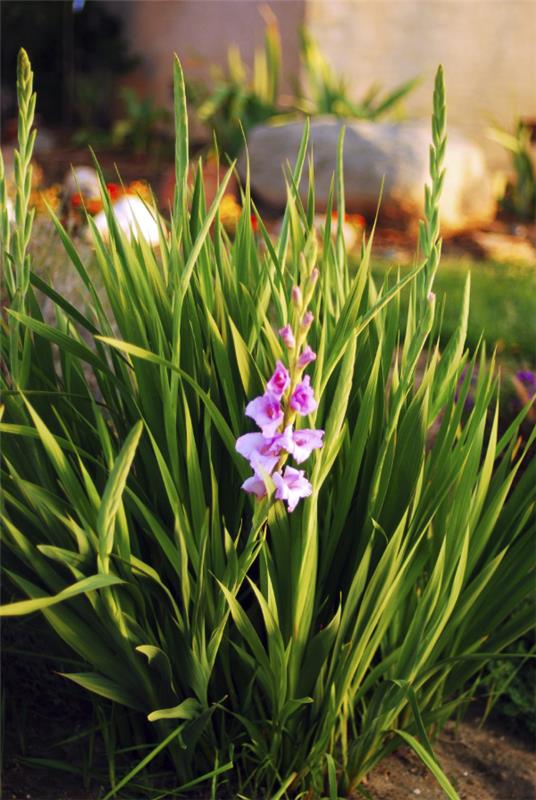 Λουλούδια κήπου για λαμπερό ήλιο Gladiolus στο κρεβάτι του κήπου ένα όμορφο θέαμα