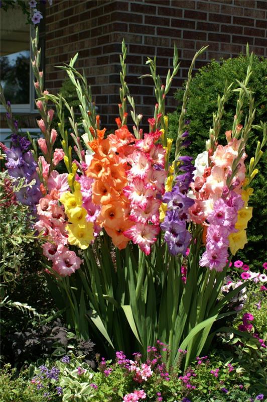 Λουλούδια κήπου για τον κατακλυσμό του ήλιου Gladioli σε διάφορα χρώματα είναι ένα πραγματικό βλέμμα στο κρεβάτι του κήπου