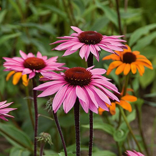 Λουλούδια κήπου για τον αναμμένο ήλιο Καπέλα ήλιων στο κρεβάτι κήπων Βιολετί λουλούδια Σκούρα κεφάλια λουλουδιών επίσης corel σύρετε το διάνυσμα απεικόνισης