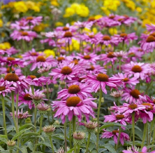 Λουλούδια κήπου για λαμπερό ήλιο καπέλα διαφορετικά χρώματα μοβ βιολετί κίτρινο πολύχρωμο κήπο