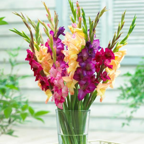 Λουλούδια κήπου για λαμπερό ήλιο πολύχρωμα γλαδιόλα στο κόσμημα βάζων για το σπίτι για μεγάλο χρονικό διάστημα