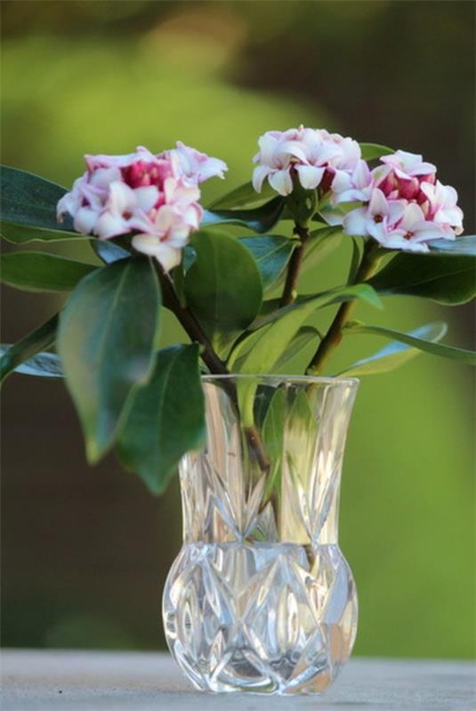 Σχεδιασμός κήπου το χειμώνα Winter Daphne daphne floral deco