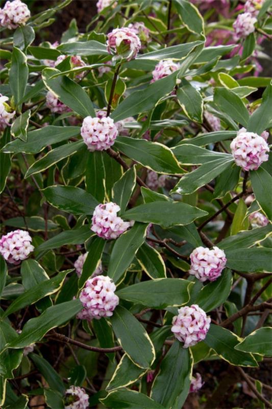 Σχεδιασμός κήπου το χειμώνα Winter Daphne Daphne