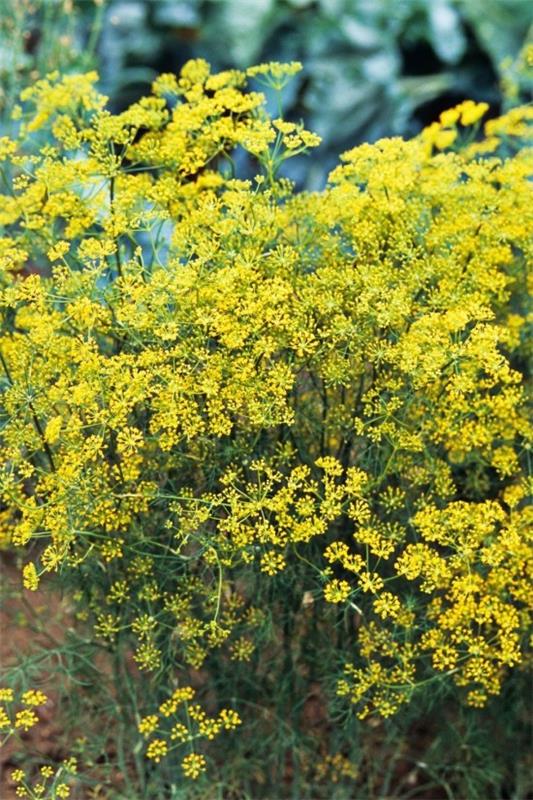 Βότανα κήπου κίτρινα-πράσινα λουλούδια